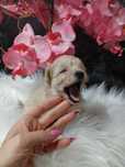 Maltipoo chlopak