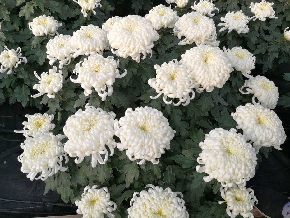 Chryzantemy wielkokwiatowe, drobnokwiatowe, średniokwiatowe hurt detal