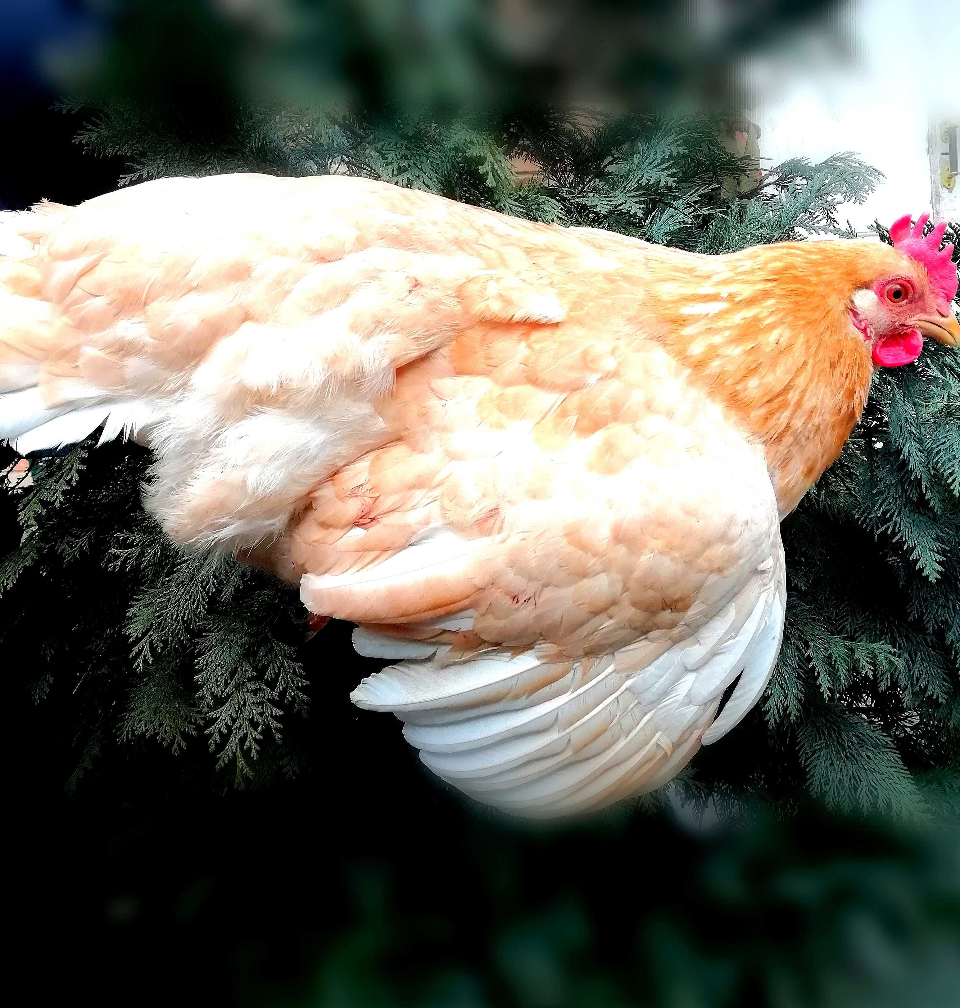 Кури міні-м'ясні палеві(мини-мясные). Інкубаційне яйце,курчата.