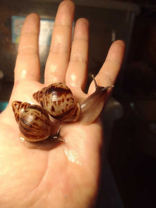 Ахатина Ретикулята Черноголовая, малыши и подростки.