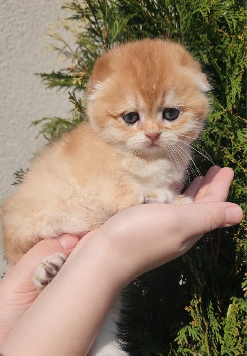 Золота шиншила шотландська вислоуха дівчинка ny12