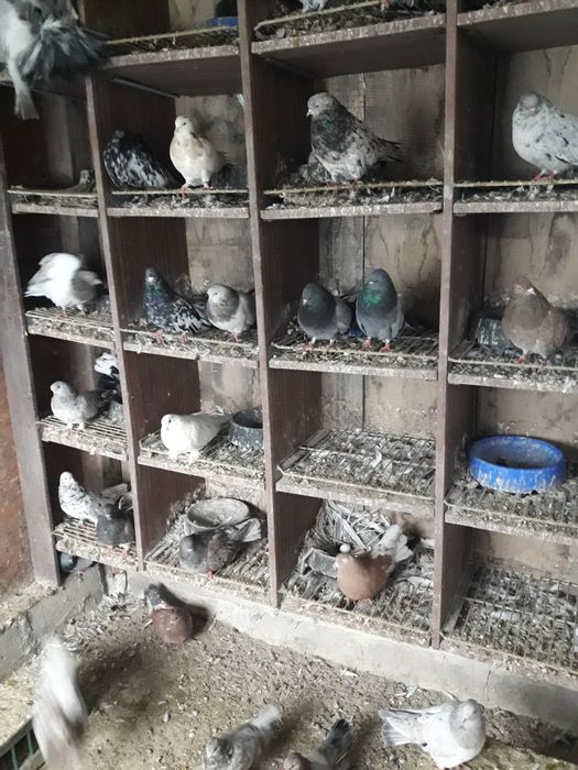 Gołębie różne gołębie