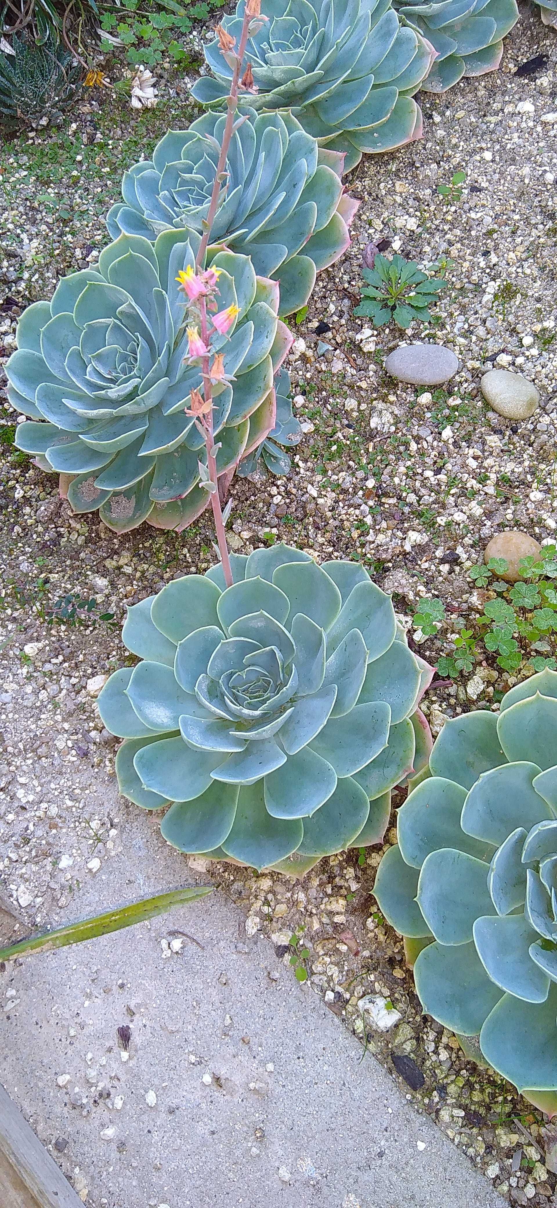 Catos e suculentas rosa pedra