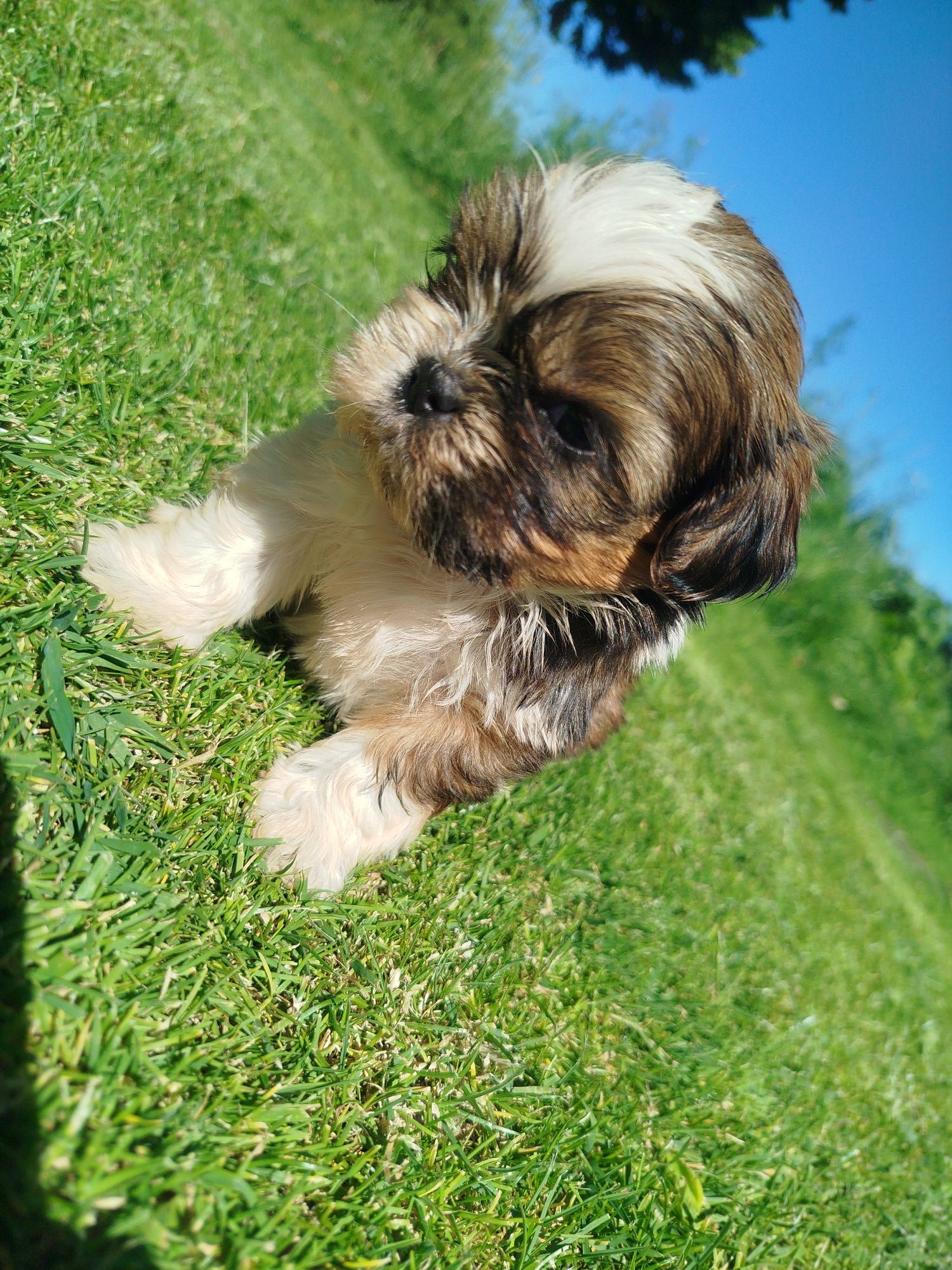 Shih tzu gotowe do odbioru
