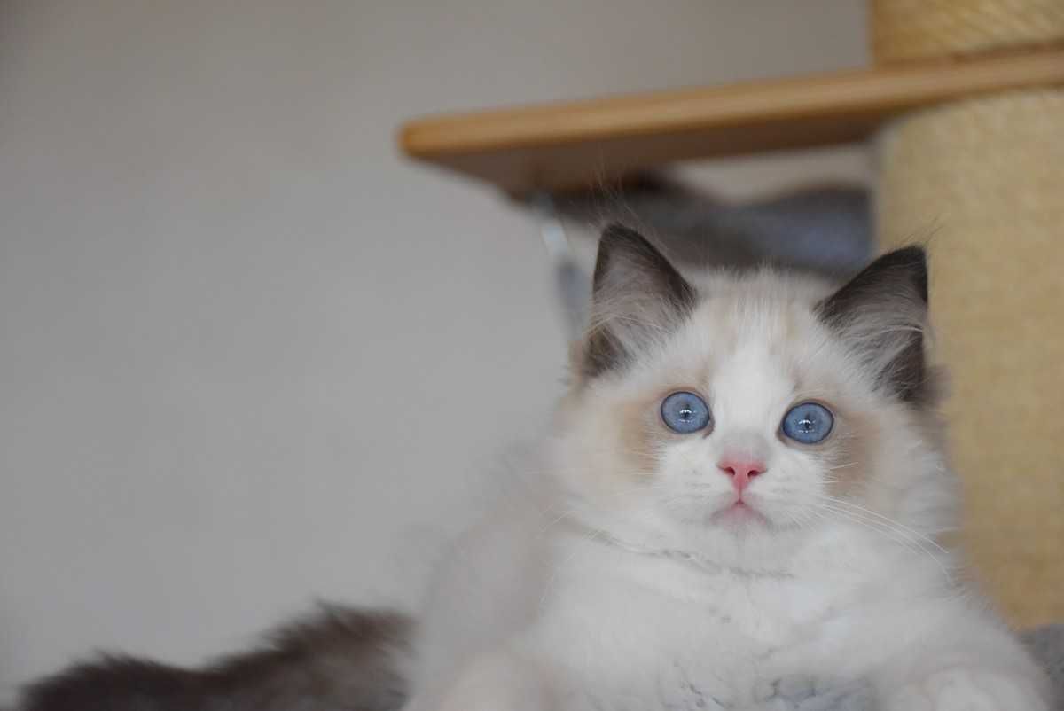 Ragdoll kocurek Simba z rodowodem FIFe - Seal Bicolor