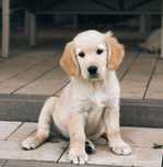 Zapowiedź miotu Golden retriever
