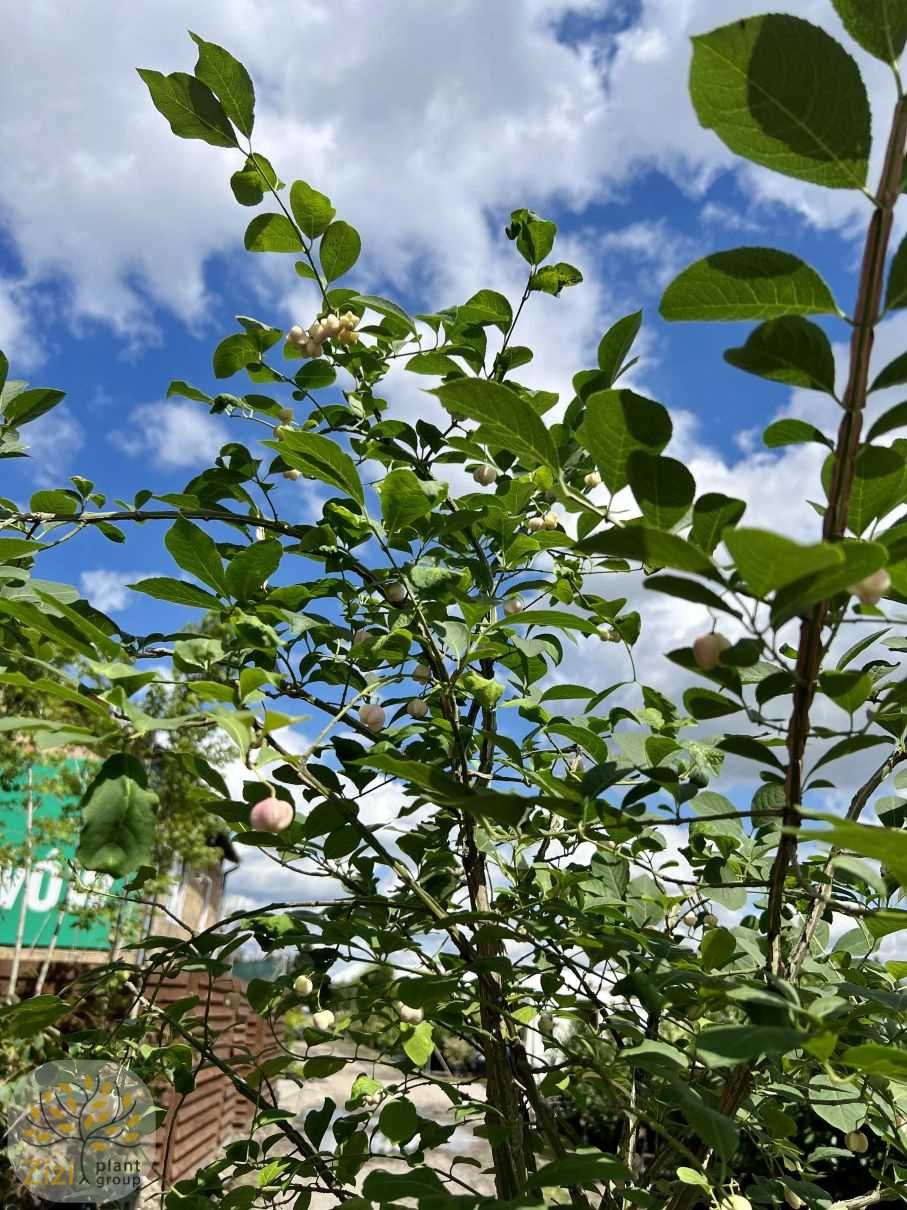 Euonymus phellomanus, Trzmielina korkowa, pień 120cm, obwód 6-8cm