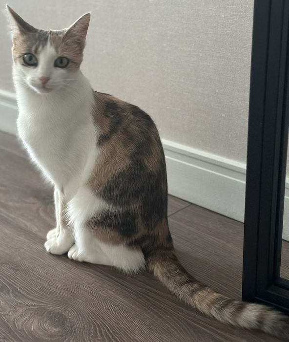 Кішка Моніка в пошуках дому