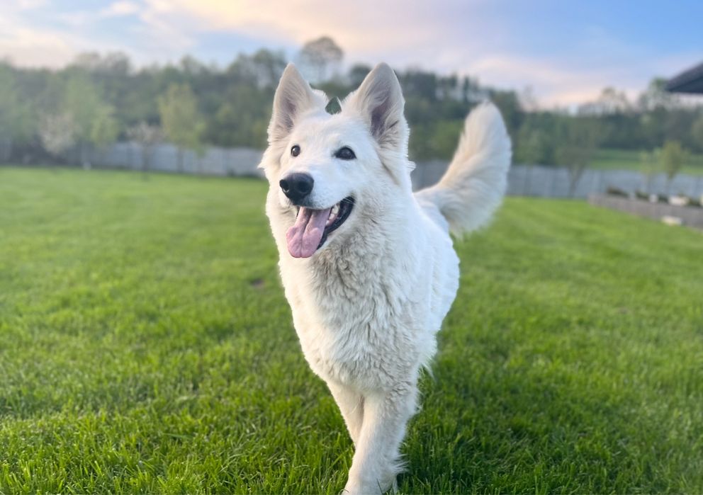 Szczeniak gotowy do odbioru- Biały Owczarek Szwajcarski!