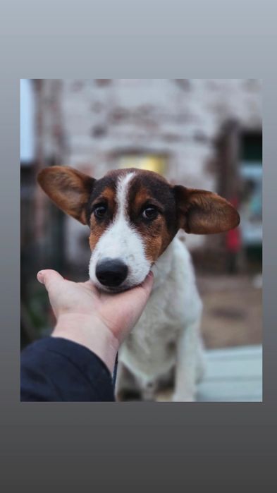 Отдам пса-компаньона, 7 месяцев, кастрирован, привит