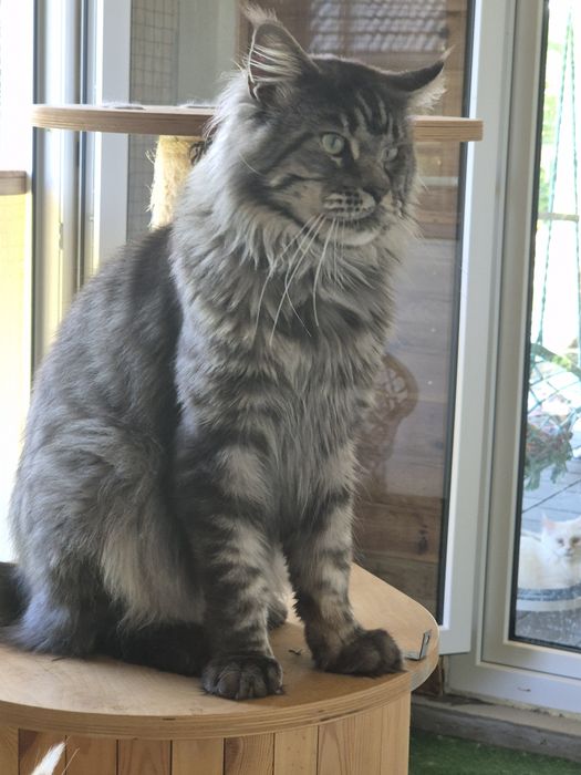 Lion Cudny Kocur Maine Coon