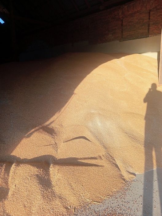 Pszenica dla drobiu na mąkę (rok po centrali)itp.