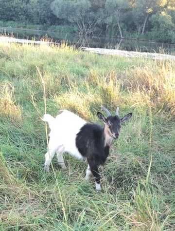 Продам молодих кітних кізочок  1 рік