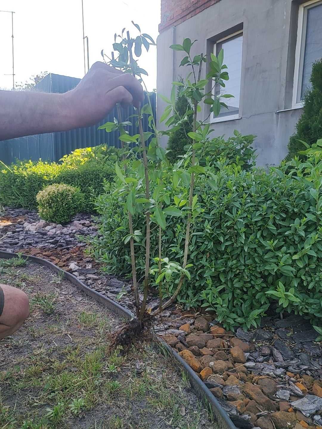 Продам живу огорожу (бірючина)