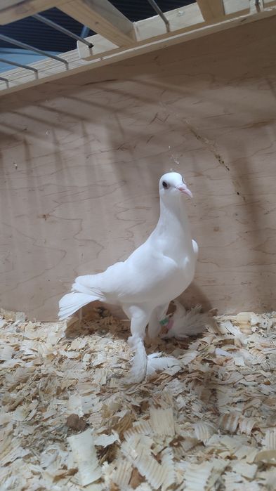 Sprzedam Samica Bocianka