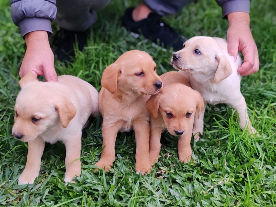 Dou cachorros porte grande x labrador