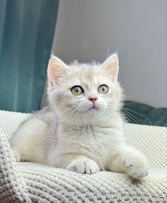 Британська дівчинка забарвлення голубе золото