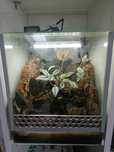 Paludarium z krabami Red devil