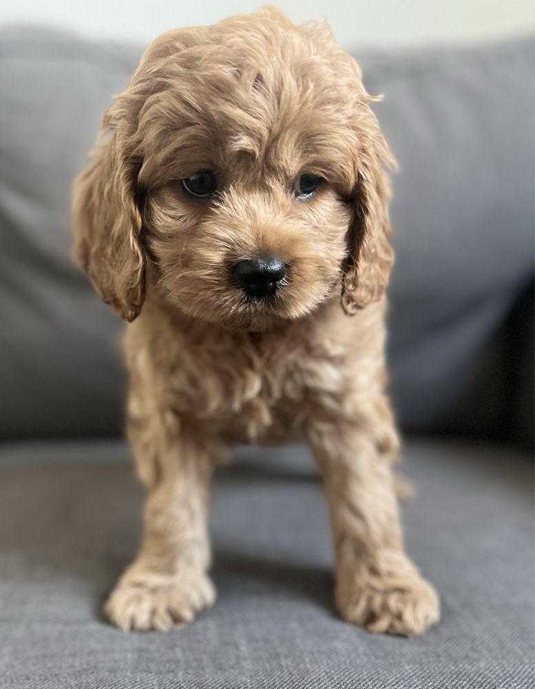 Słodka suczka American cockapoo - cocker & pudel