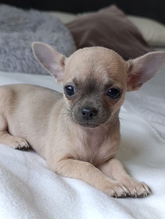 Chihuahua  Śliczna  suczka