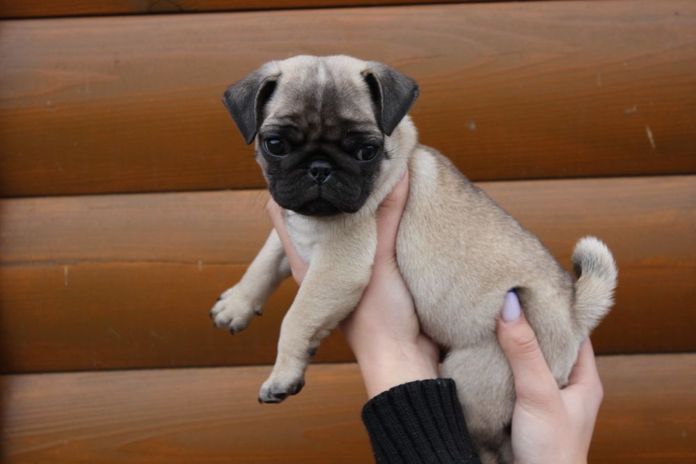 Два чудесных мальчика мопсика