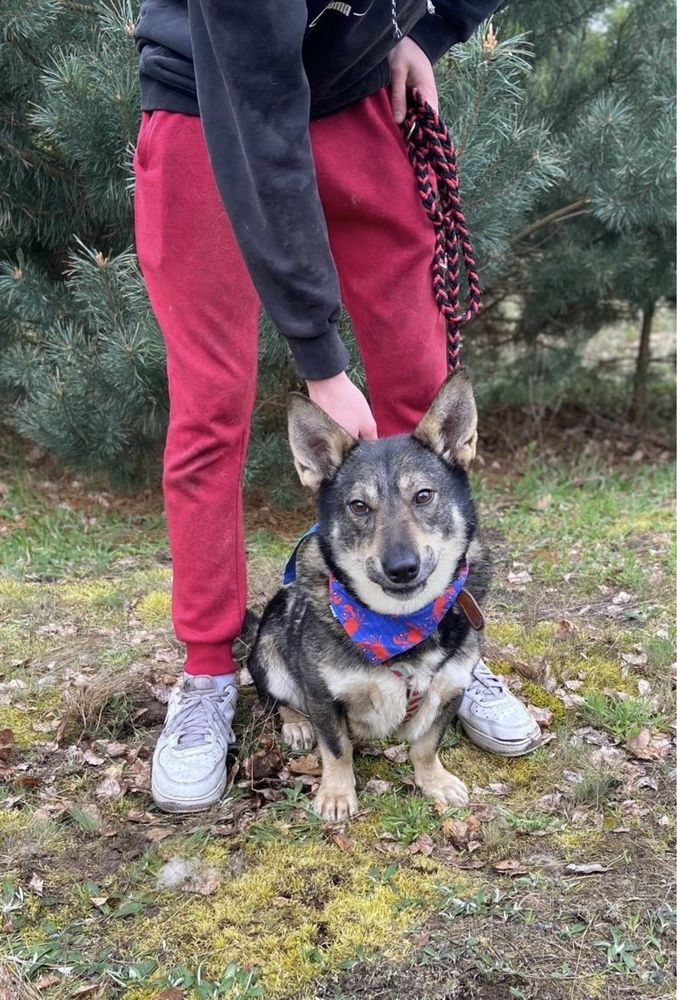 Kaktusik żył na stacji bezynowej. Dziś żyje w boksie schroniska. Adopt