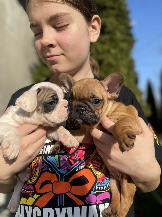 Дівчинка французького бульдогу