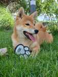 Shiba piękna czerwona suczka