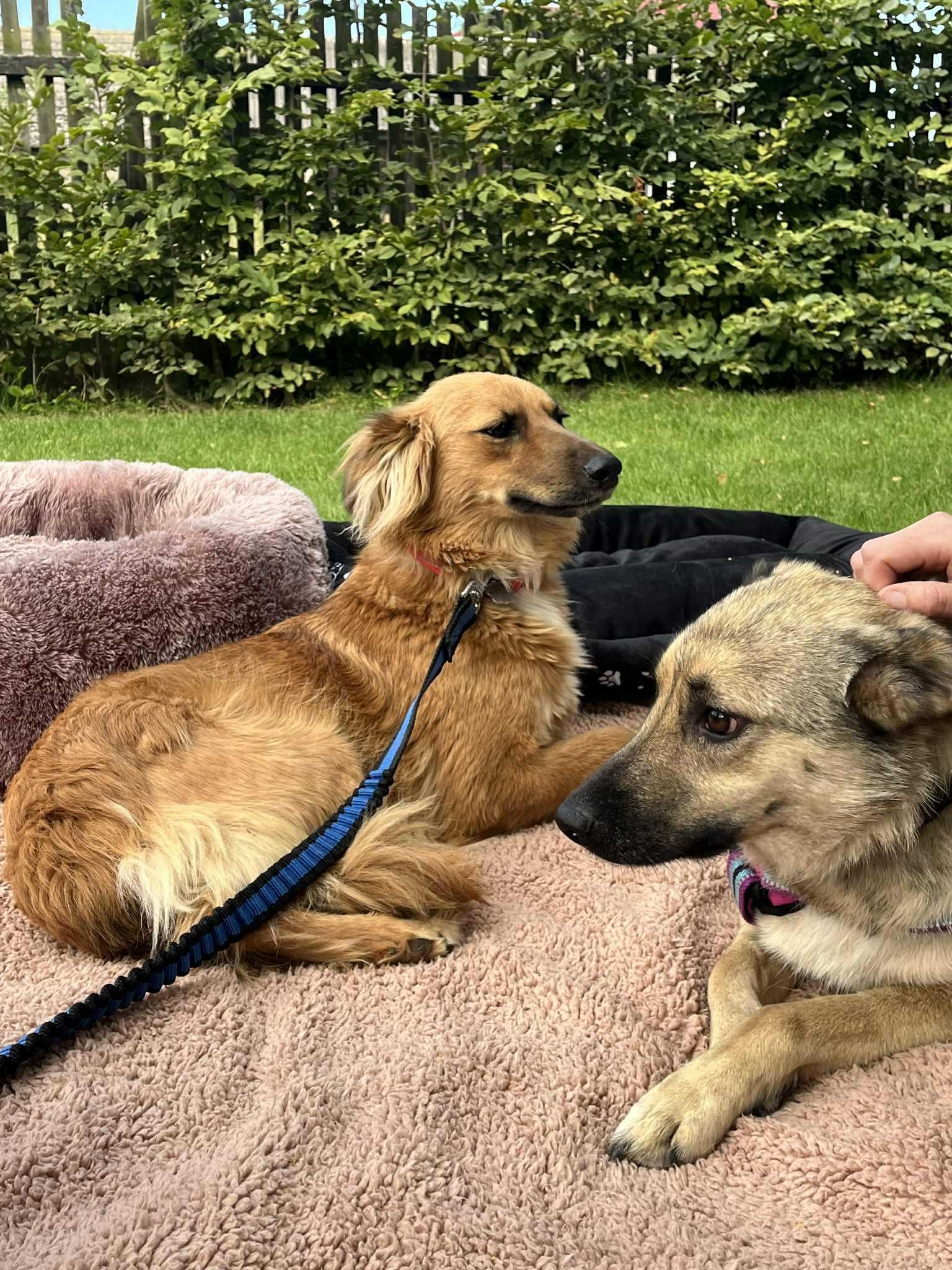 bezdomna wspaniała sunia szuka domu adoptuj