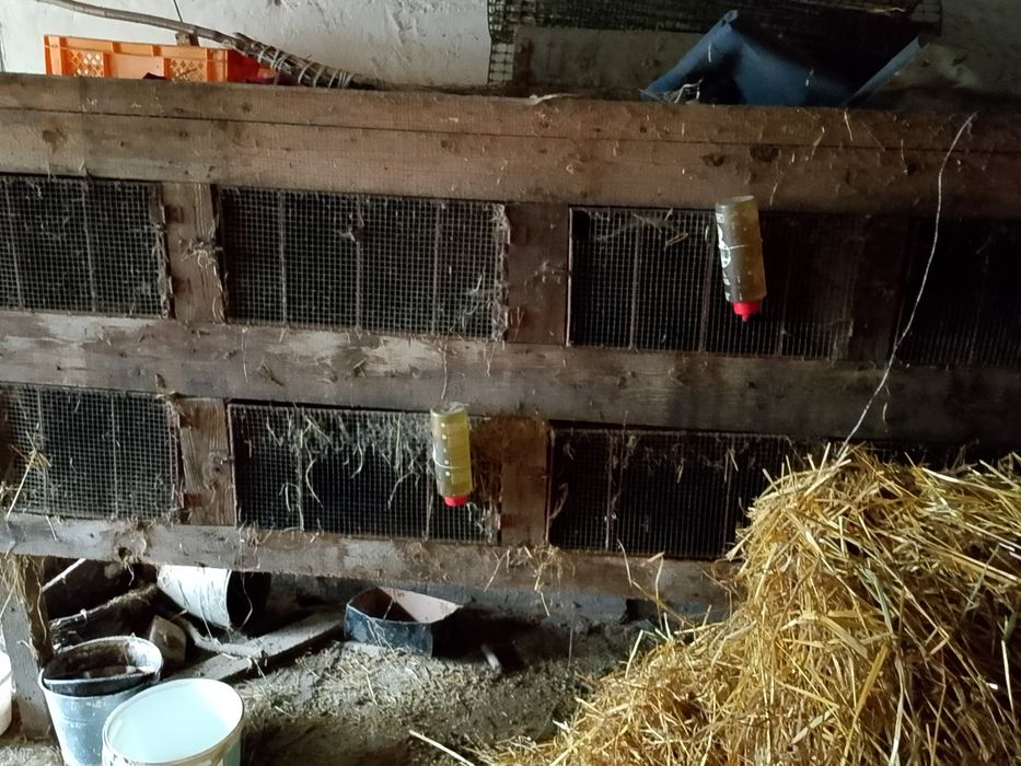 Klatka na kruliki lub inne zwierzęta kury