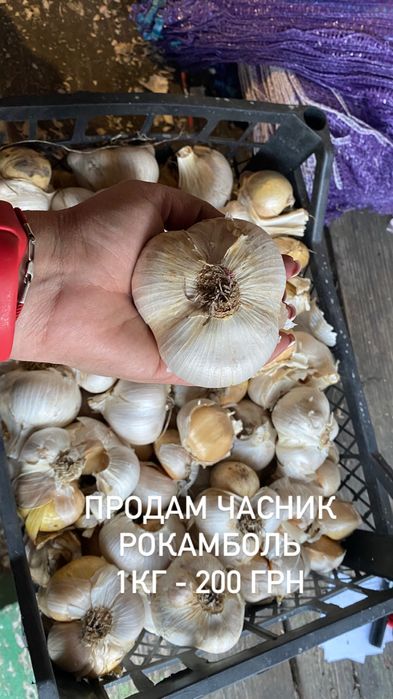 Продам часник Рокамболь по 200грн за 1кг,в наявності 5 кг