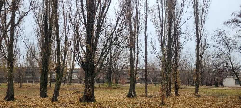 Бесплатный спил деревьев .