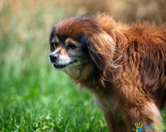 Kochany, starszy psiak PITER szuka nowego domku!