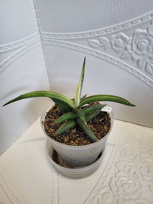 Sansevieria сансевієрія сансевиерия silver clone 1970