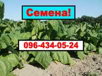 Продам своє насіння тютюну (Махорки)