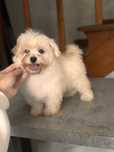 Maltipoo pudel toy do odbioru !!