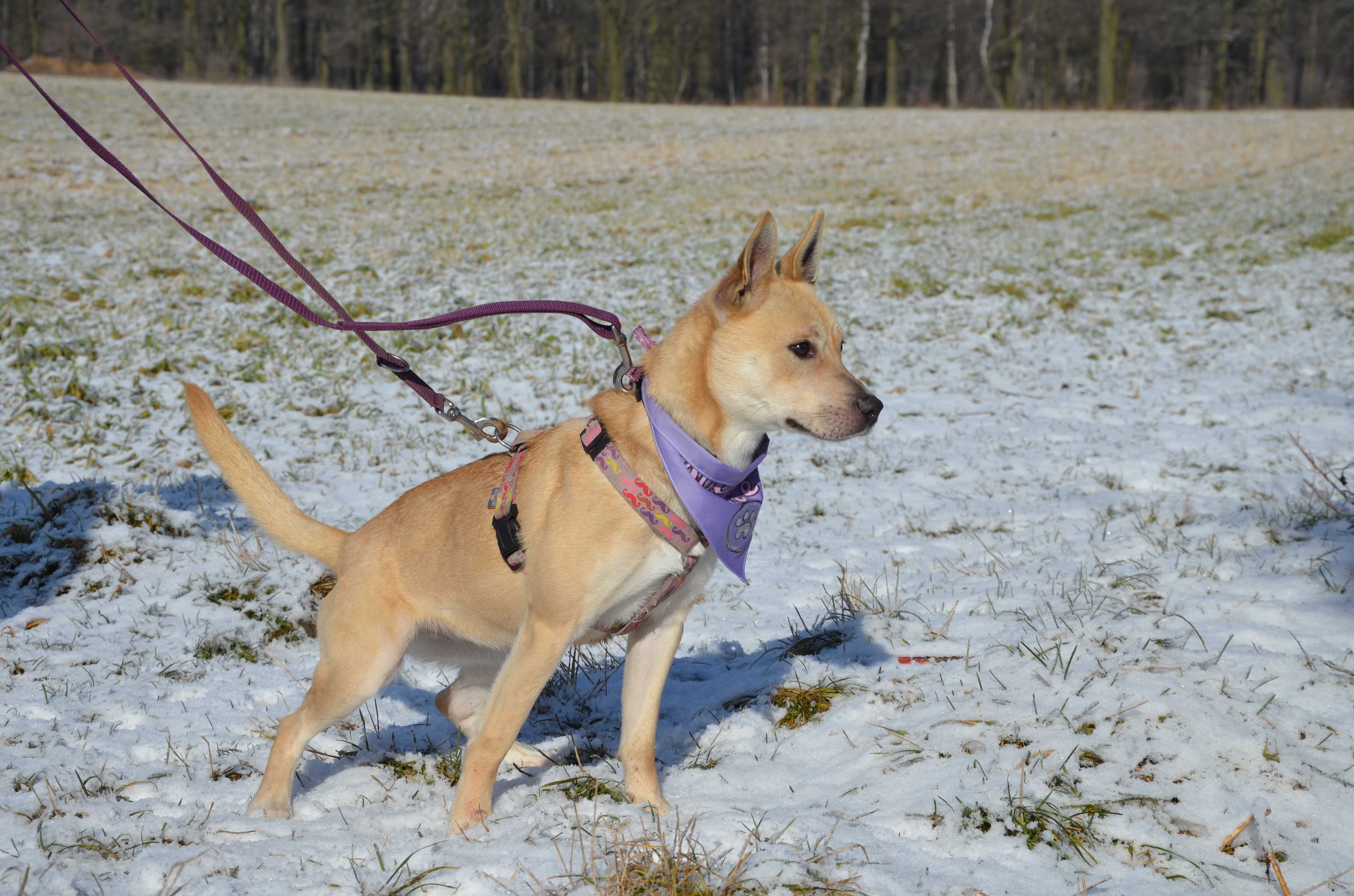 Solana - wspaniała, wrażliwa księżniczka do adopcji.