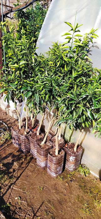 Vendo laranjeiras de sangue