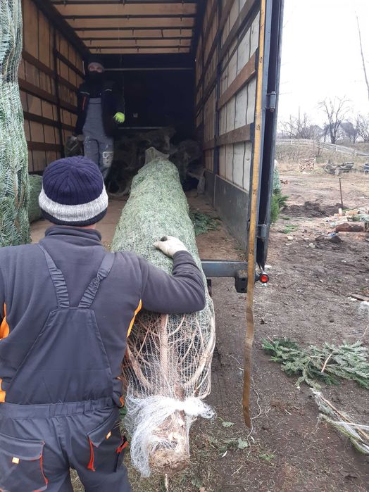 ***JODŁA KAUKASKA *** ŚWIERK*** jodła w doniczce