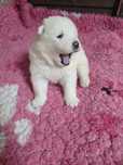 Samoyed szczenie samczyk