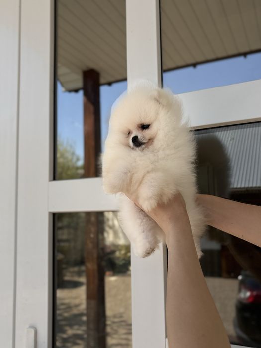 шикарна дівчинка шоу класу