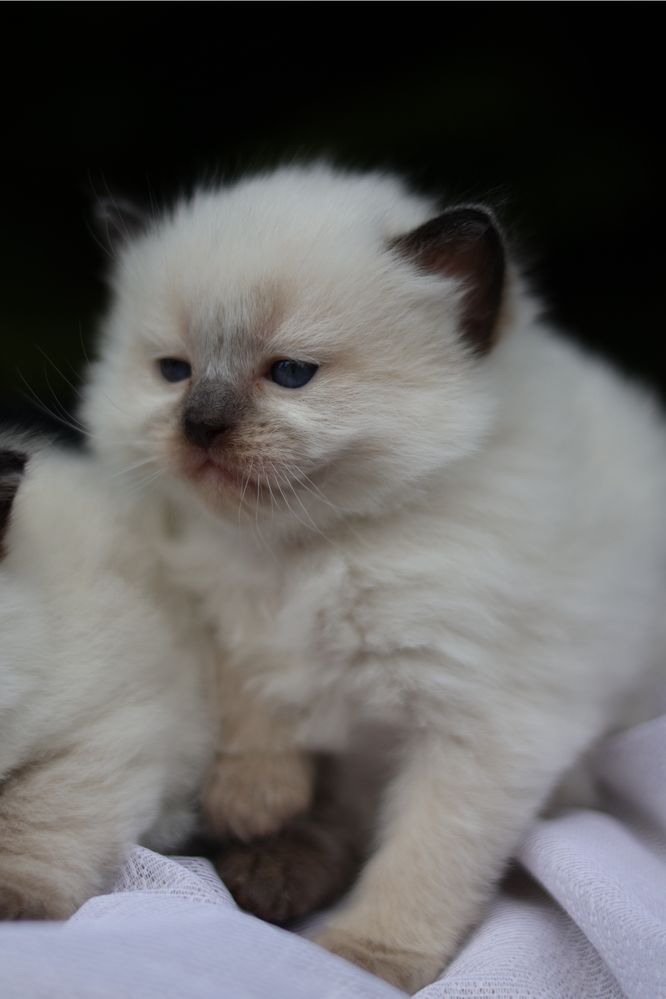 Ragdoll kotka colorpoint po przebadanych rodzicach