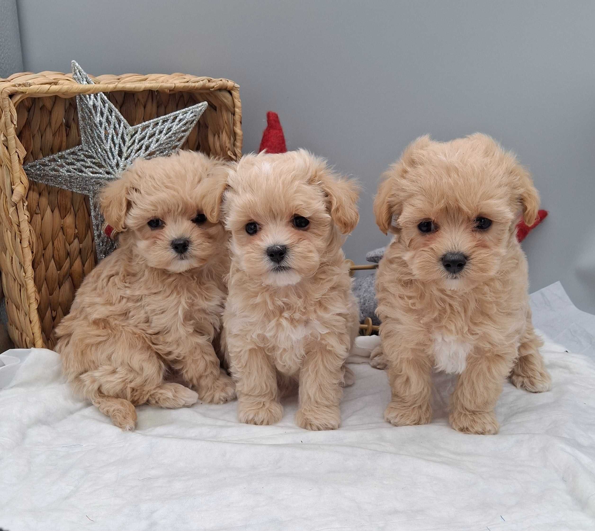 Малюські Mini Maltipoo а Києві обирають власників
