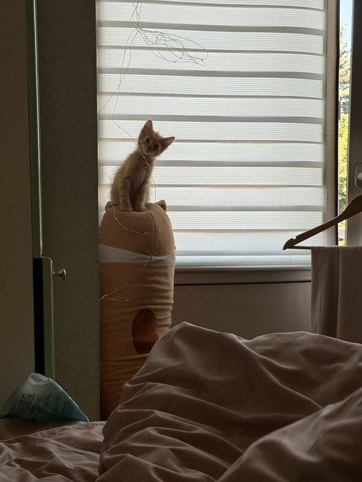 Кошеня в люблячу родину), залишився один малюк