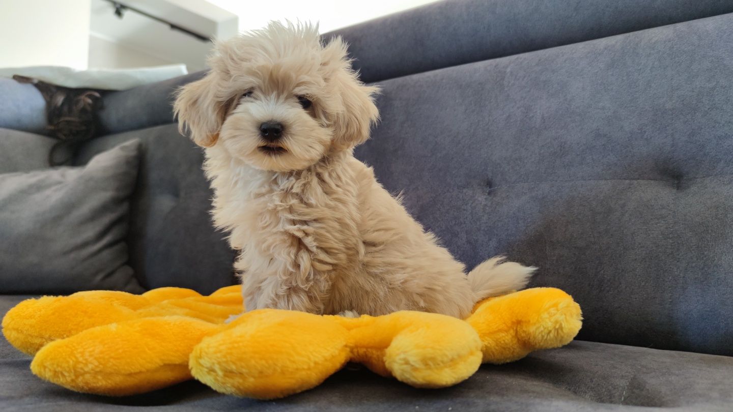 Maltipoo maltipoo