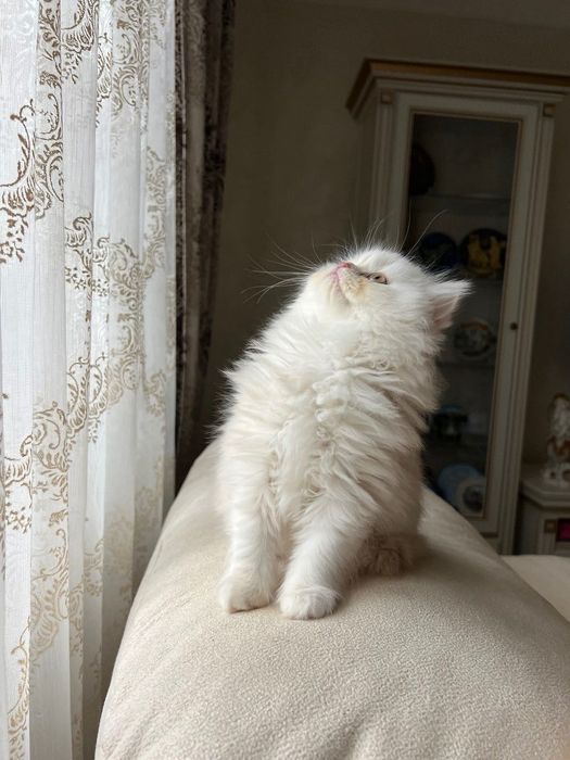 Продаються шотландські кошенята!