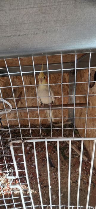 Sprzedam parke nimfy