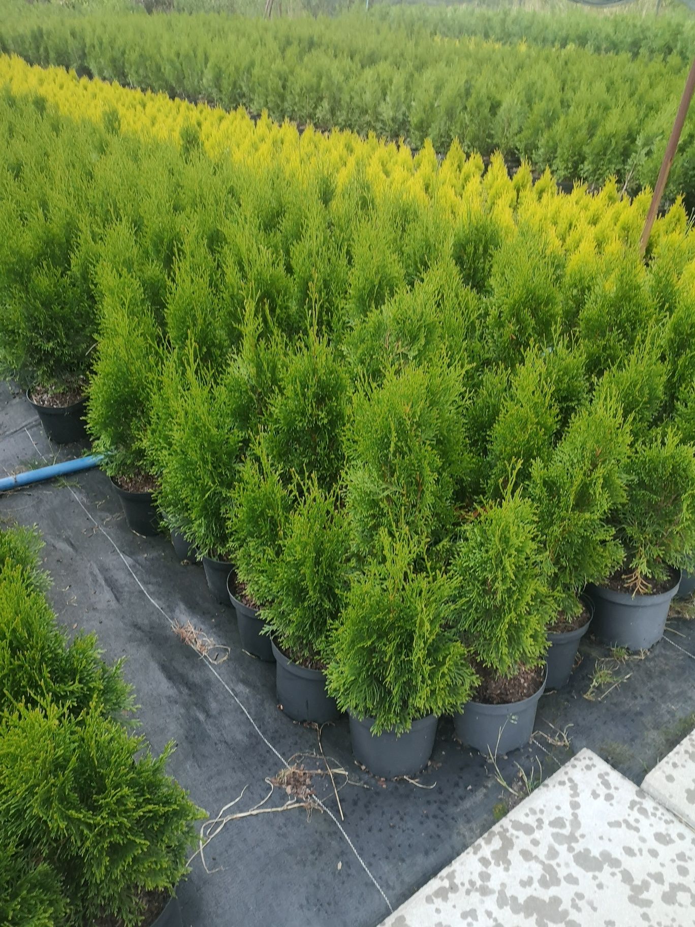 Thuja tuja szmaragd  brabant Columna 180 cm