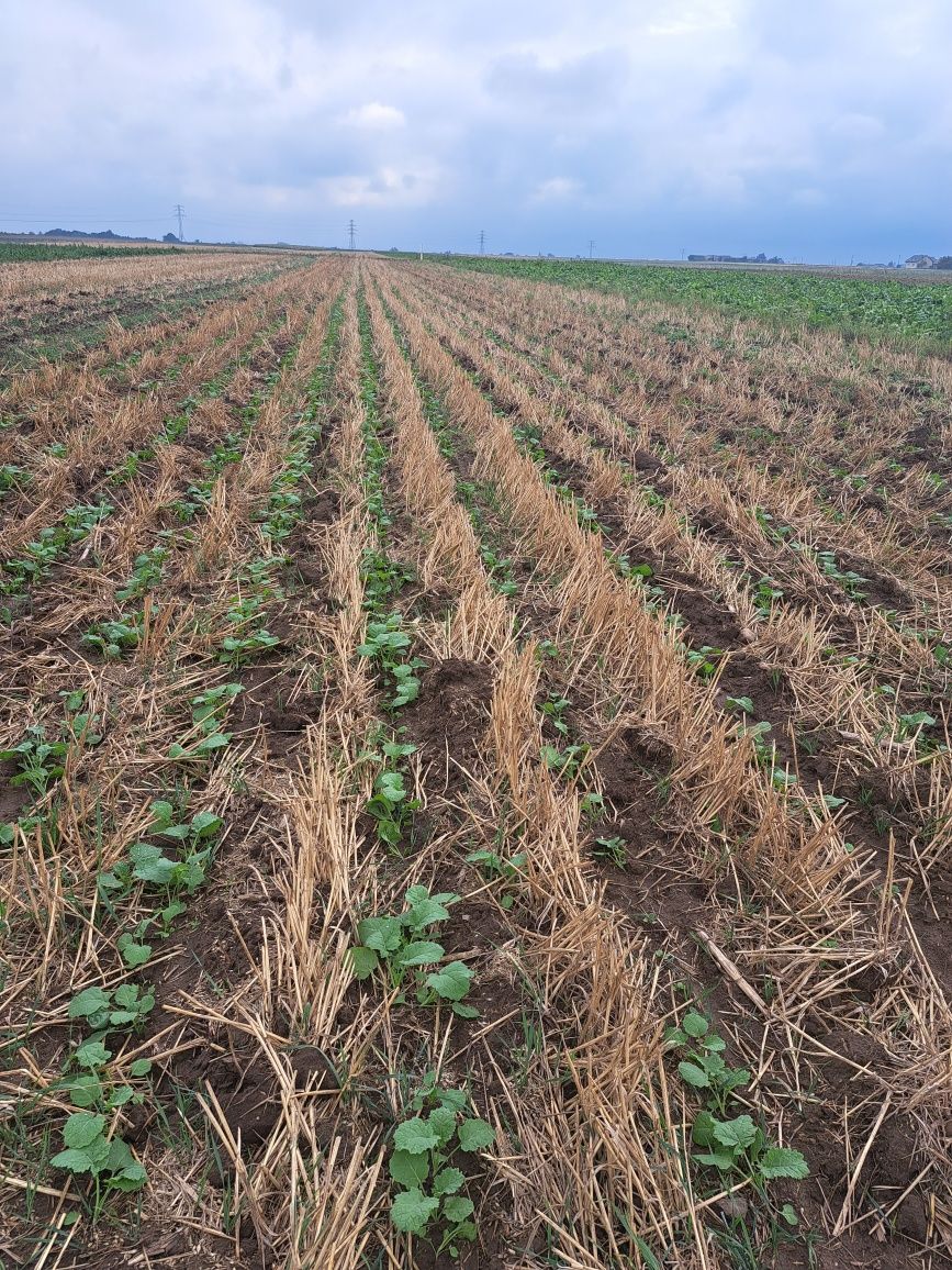 Siew buraków kukurydzy, zbóż strip till uprawa pasowa bezorkowo