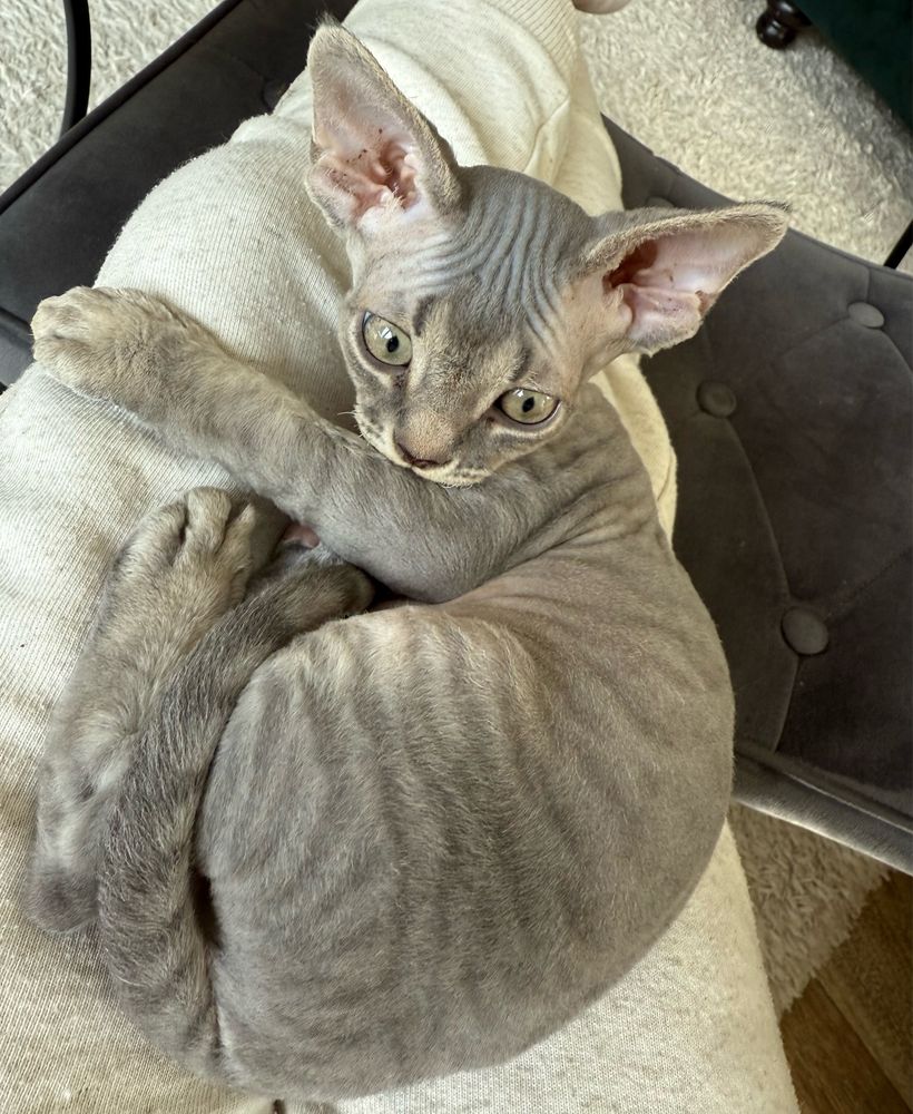 Devon Rex z miotu G rodowód WCF
